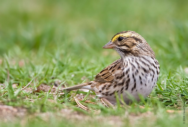 Savannah Sparrow