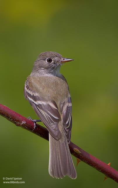 Least Flycatcher