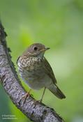 Bicknell's Thrush