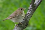 Bicknell's Thrush