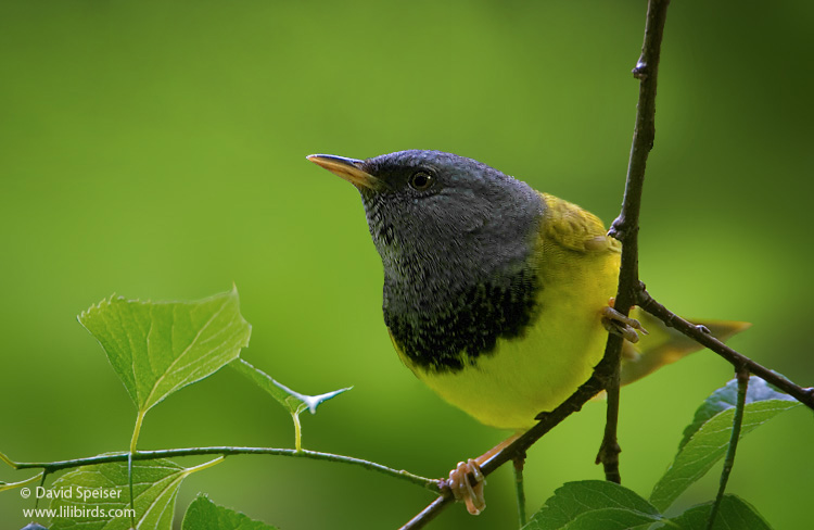 Mourning Warbler