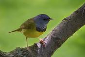 Mourning Warbler