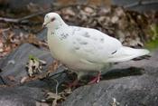 rock pigeon 1