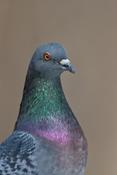 Rock Pigeon