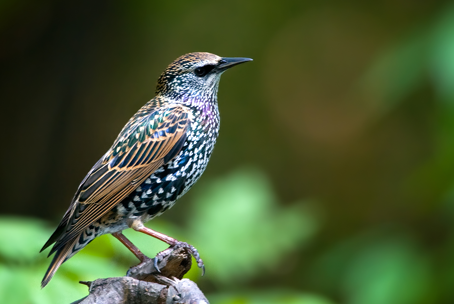 european starling 1 10-7-07