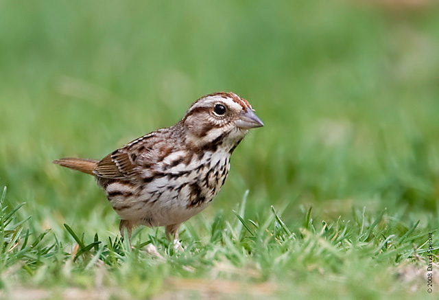 Song Sparrow