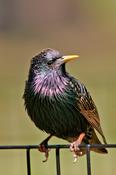 european starling 2