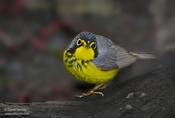 Canada Warbler