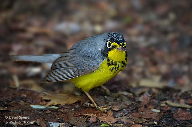 Canada Warbler