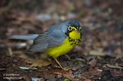 Canada Warbler