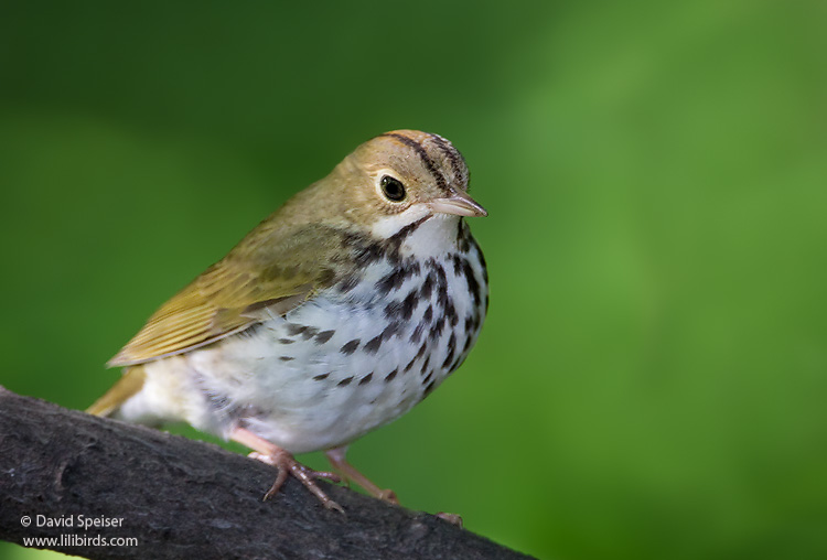 Ovenbird