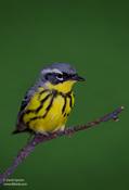 Magnolia Warbler