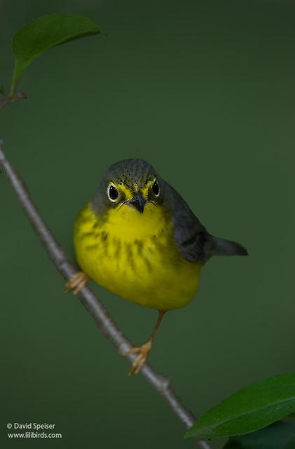 Canada Warbler (female)