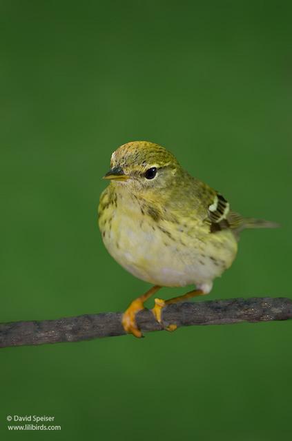 Blackpoll Warbler (female)