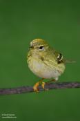 Blackpoll Warbler (female)