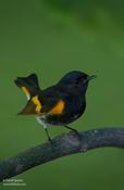 American Redstart