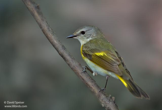 American Redstart (female)