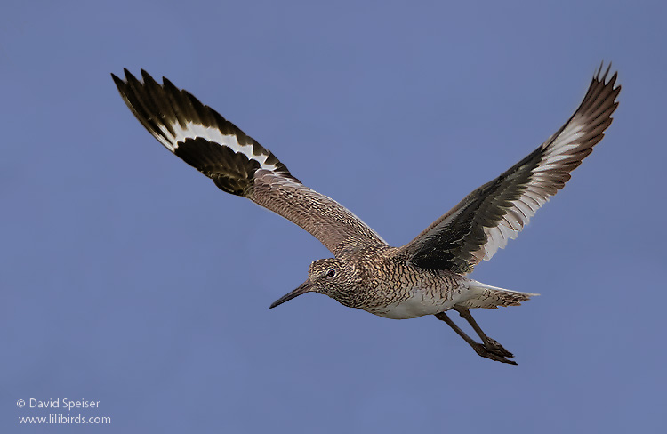 Willet