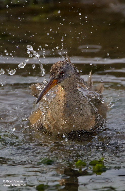 Clapper Rail