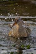 Clapper Rail