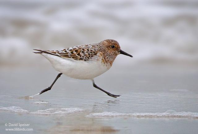 Sanderling