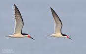 Black Skimmers