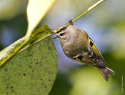 Golden-crowned Kinglet