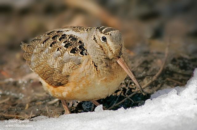 american woodcock 3