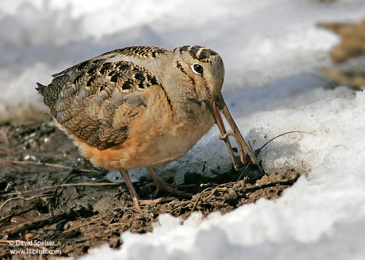 american woodcock 2