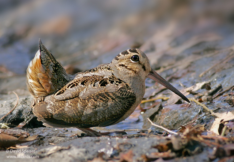 american woodcock 1