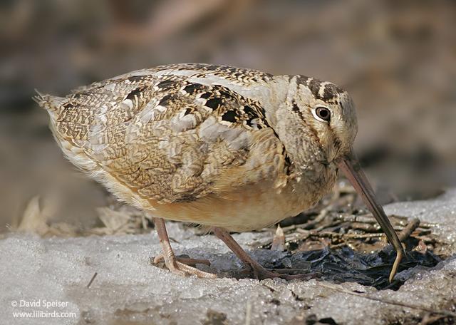 american woodcock 4