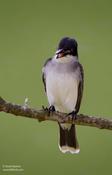 Eastern Kingbird with Insect
