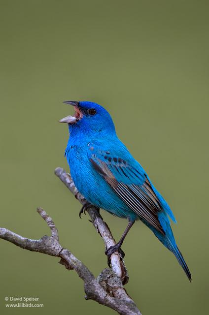 Indigo Bunting