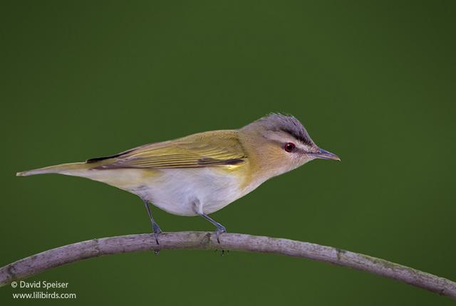 Red-eyed Vireo