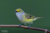 White-eyed Vireo