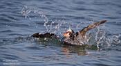 Surf Scoter