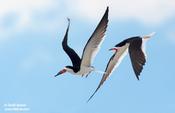 black skimmers 1a