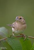 Grasshopper Sparrow