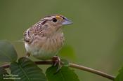 Grasshopper Sparrow