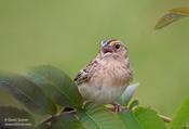 Grasshopper Sparrow