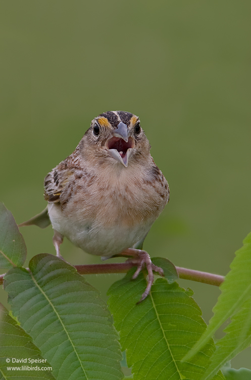 Grasshopper Sparrow