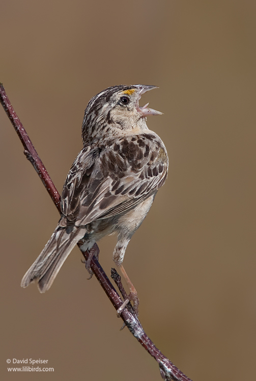 Grasshopper Sparrow