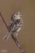 Grasshopper Sparrow