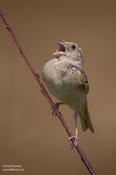 Grasshopper Sparrow