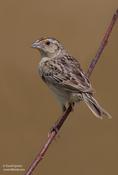 Grasshopper Sparrow