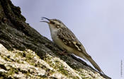 Brown Creeper