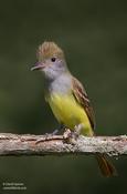 Great-crested Flycatcher