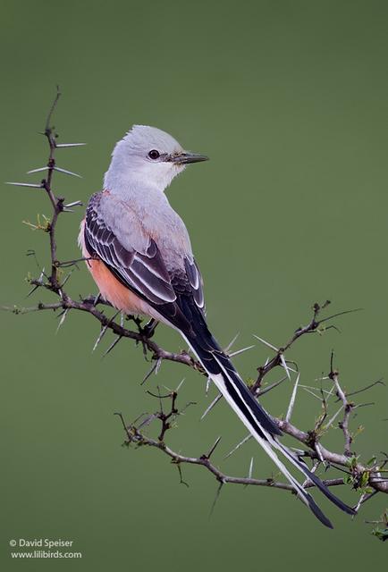 Scissor-tailed Flycatcher