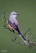 Scissor-tailed Flycatcher