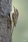 Chickadees, Creepers and Nuthatches